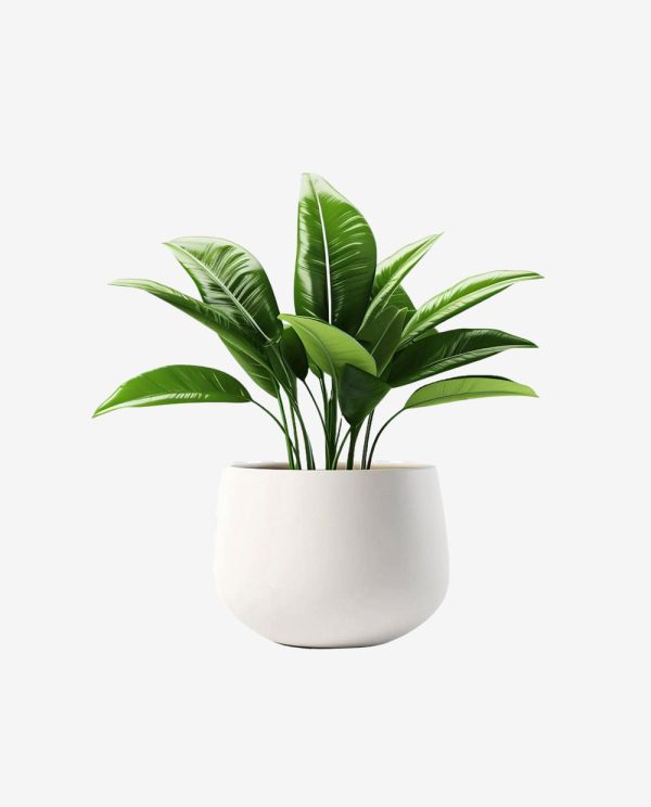 Second image of Wooden Plant Stand with White Planter