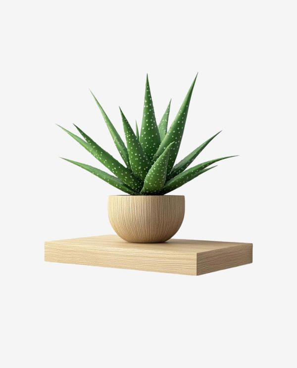 Second image of Lush Green Plant in White Pot