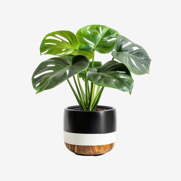 Elegant Black and White Planter